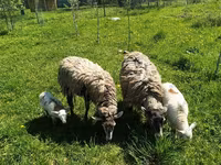 Bélier, Edilbay sheep — photo 8