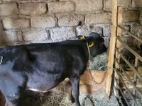 Bou, Bovine — foto 3