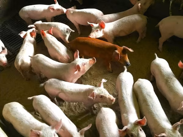 Boar, Pigs