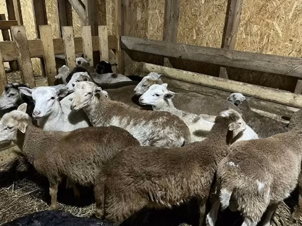 Berbec, Katum sheep