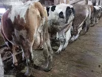 Vacă, Bovine — foto 1