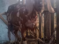 Țap, Nubian Goat — foto 4