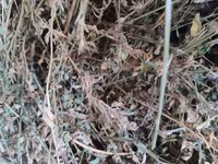 Lucerna — الصورة 2