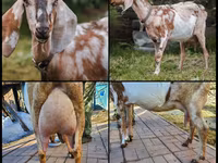 Cabra, Nubian Goat — foto 1