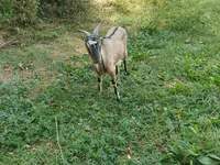Capră, Capre — foto 2