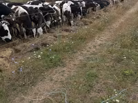 Bull, Cattle — photo 2