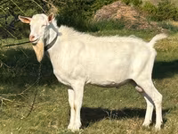 Billy Goat, Saanen goat — photo 1