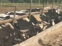 Bulle, Yaroslavl cattle — Foto 3