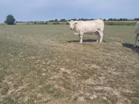 Vacă, Charolais cattle — foto 2