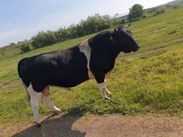 公牛, Holstein breed — 摩尔多瓦