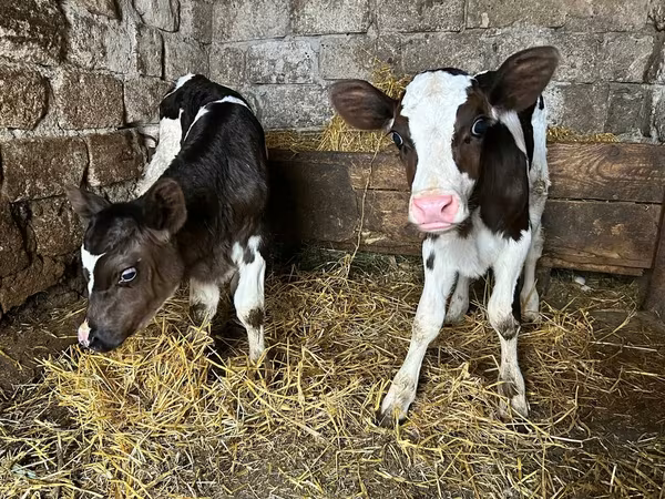 Bou, Bovine — Republica Moldova
