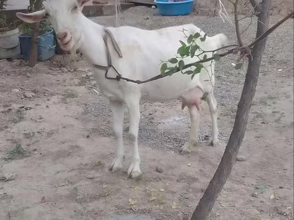 Goat, Goats