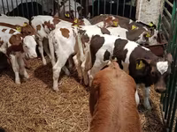 母牛, Limousin cow — 照片 1