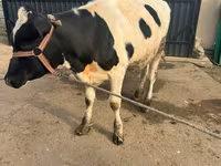 母牛, Cattle — 照片 2