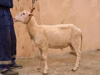 Carnero, East Friesian Dairy sheep — foto 2
