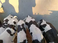 Bou, Rasa Holstein — foto 1