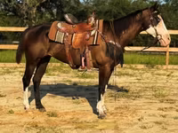 Toychoq, American paint horse — 4-rasm
