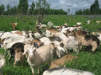 Cabra, Cabras — foto 1