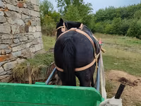 Madyan, Atlar — foto 2