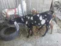 Boucs, Beetal goats — photo 8