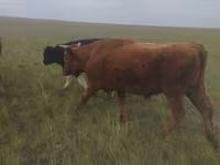 Bou, Russian Black pied cattle — foto 2