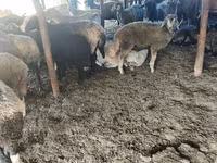 母羊, Sheep — 照片 1