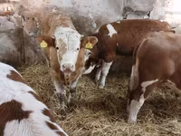Taureau, Simmental cattle — photo 5