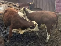 Bou, Aberdeen-Angus — foto 2