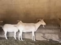 Capră, Pomellata goat — foto 1