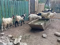 Țap, Pomellata goat — foto 7