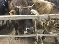 بقرة, Ukrainian Brown Dairy Cattle — الصورة 2
