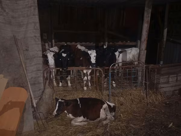 Bou, Bovine — Republica Moldova