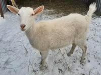 Capră, Saanen goat — foto 1