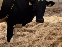 母牛, Danish Red Cow — 照片 2