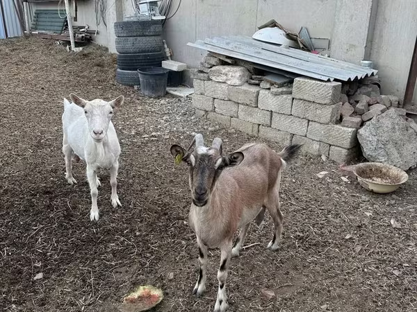 Goat, Goats