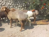 Bélier, Moutons — photo 2