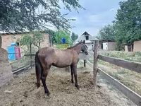 Iapă, French Trotter — foto 3