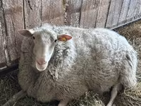Ram, Edilbay sheep — photo 5