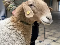Oveja, Awassi sheep — foto 2