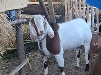 Cabro, Nubian Goat — foto 5