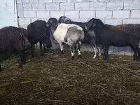 Schaf, Schafe — Foto 2