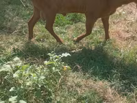 बकरा, बकरियाँ — फ़ोटो 3