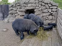 Boar, Вьетнамская вислобрюхая — photo 6