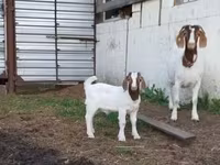 Dişi keçi, Saanen goat — foto 4