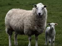 Bélier, Edilbay sheep — photo 5