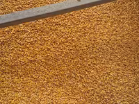 Porumb cu livrare acasă 4,40 lei/kg — foto 2