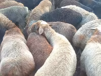 Bélier, Edilbay sheep — photo 1