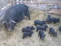 Boar, Pigs — photo 2