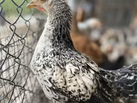 Brahma — foto 1