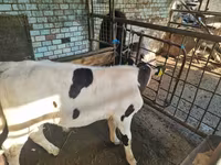 Bulle, Holstein-Rasse — Foto 2